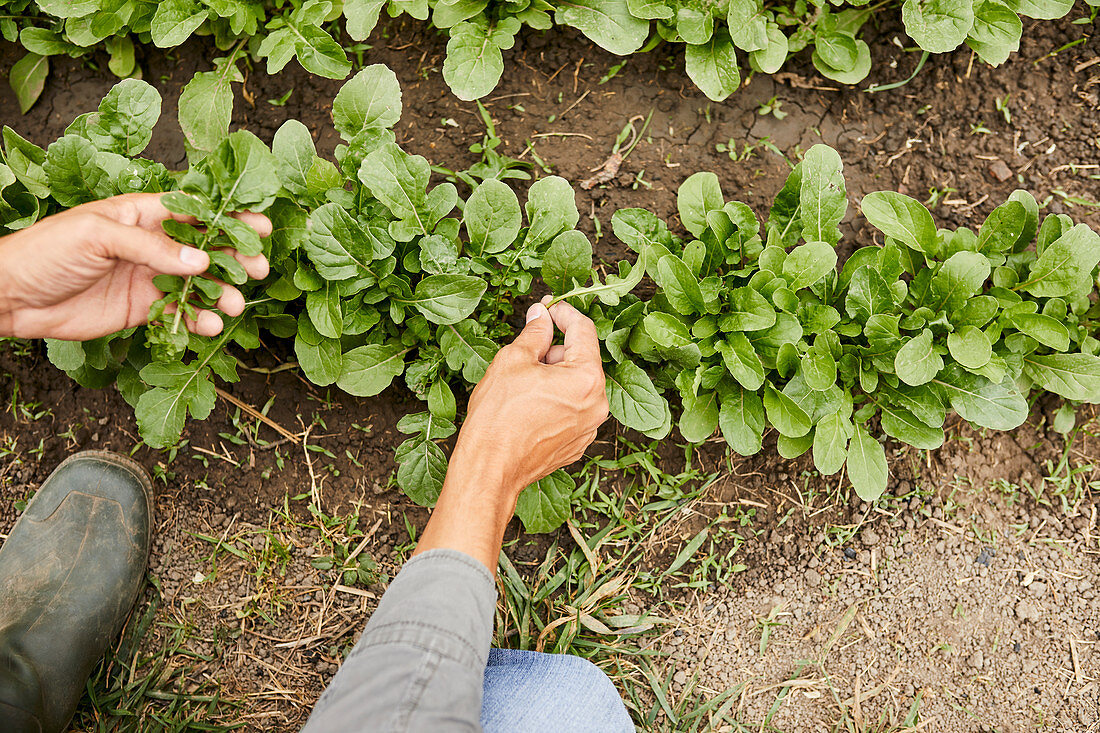 Harvesting arugula leaves in a vegetable patch