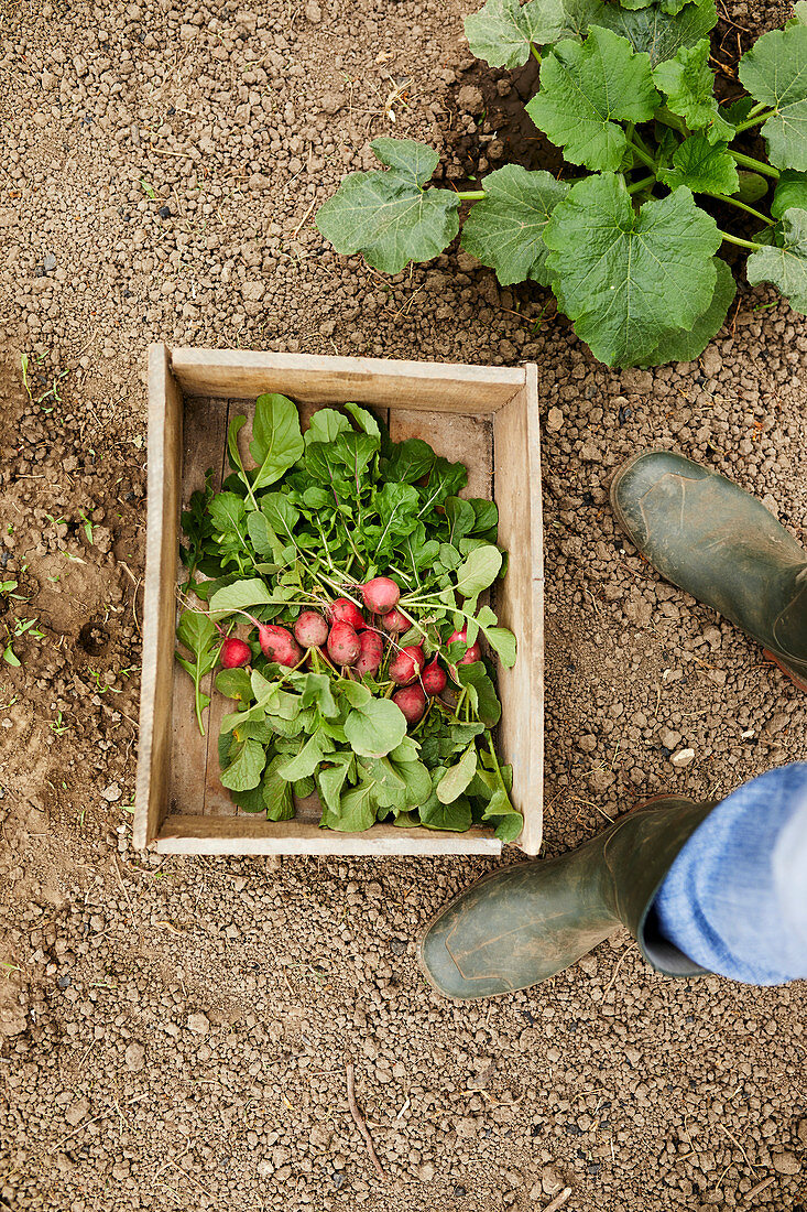 Freshly picked radishes in a wooden box