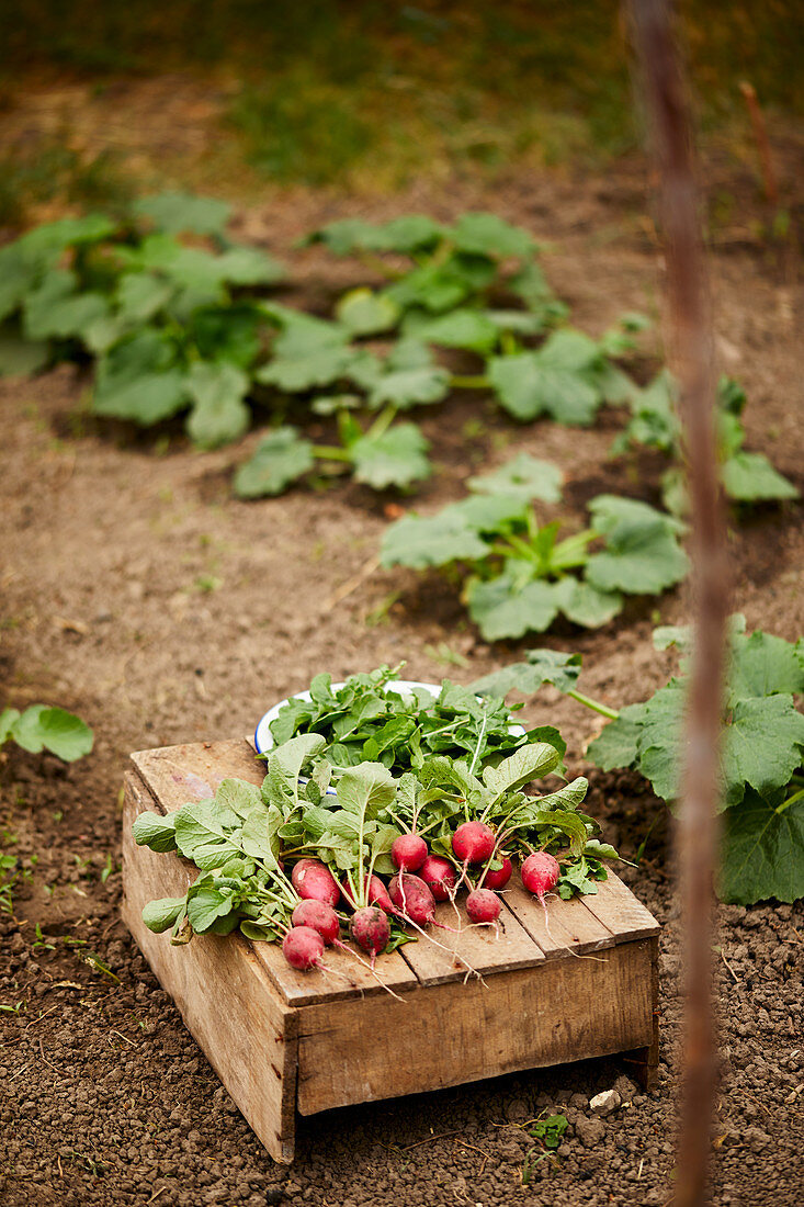 Freshly picked radishes on a wooden crate in a vegetable patch