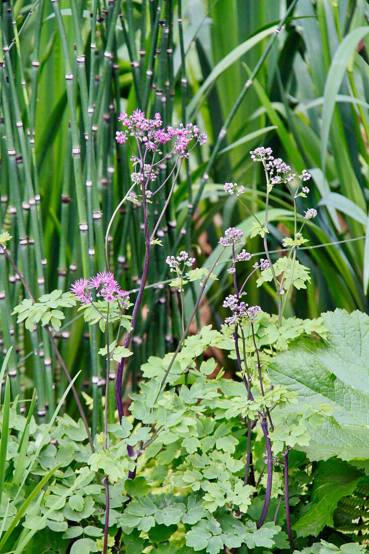 Meadow rue and horsetail