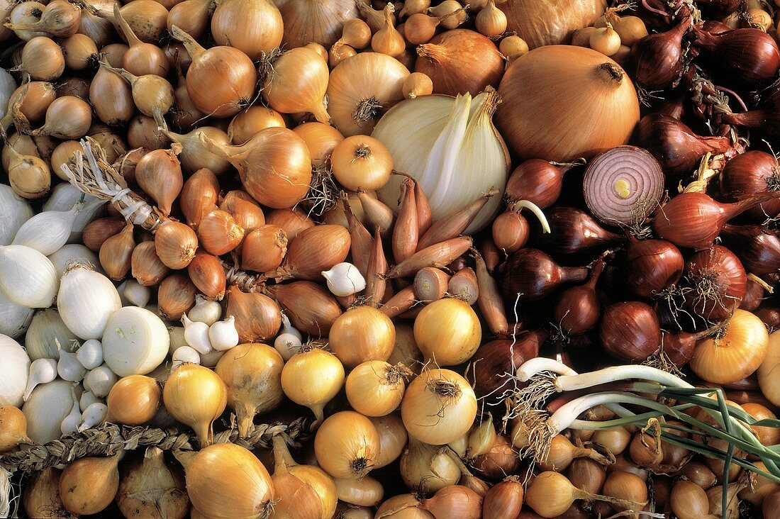 Several Assorted Onions and Bulb Vegetables