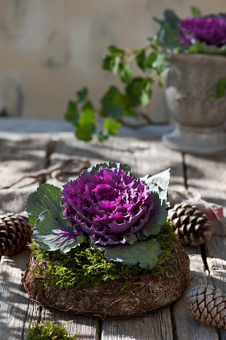 Autumnal arrangement of red ornamental cabbage in nest and pine cones