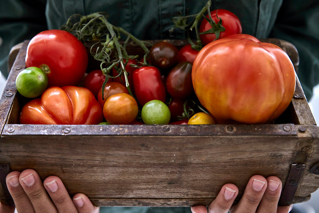 Frau hält Holzkiste mit bunten Tomaten