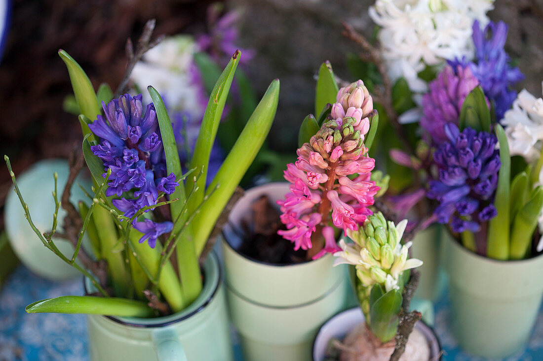 Hyacinths in jar on wooden table