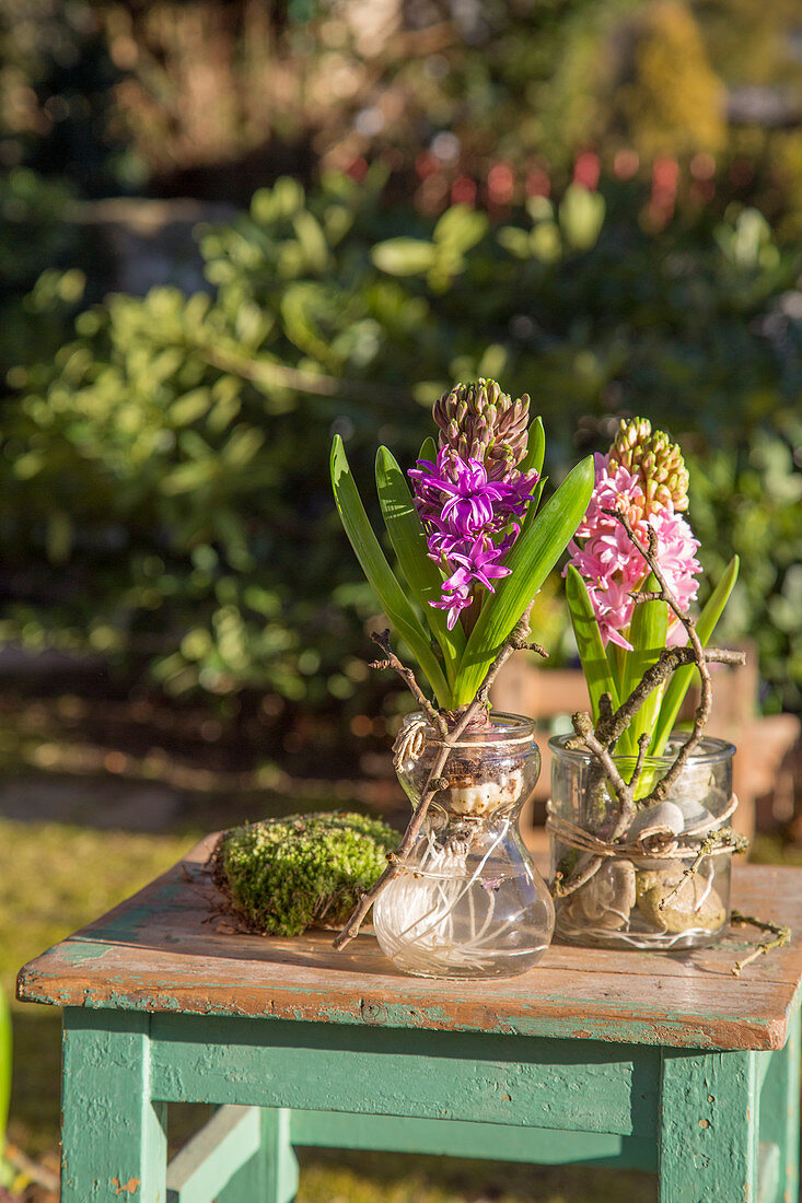 Hyacinths in bulb vases