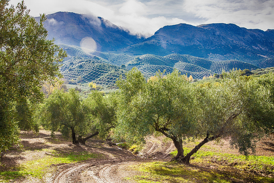 Olivenhain, Subbética-Nationalpark, Andalusien, Spanien