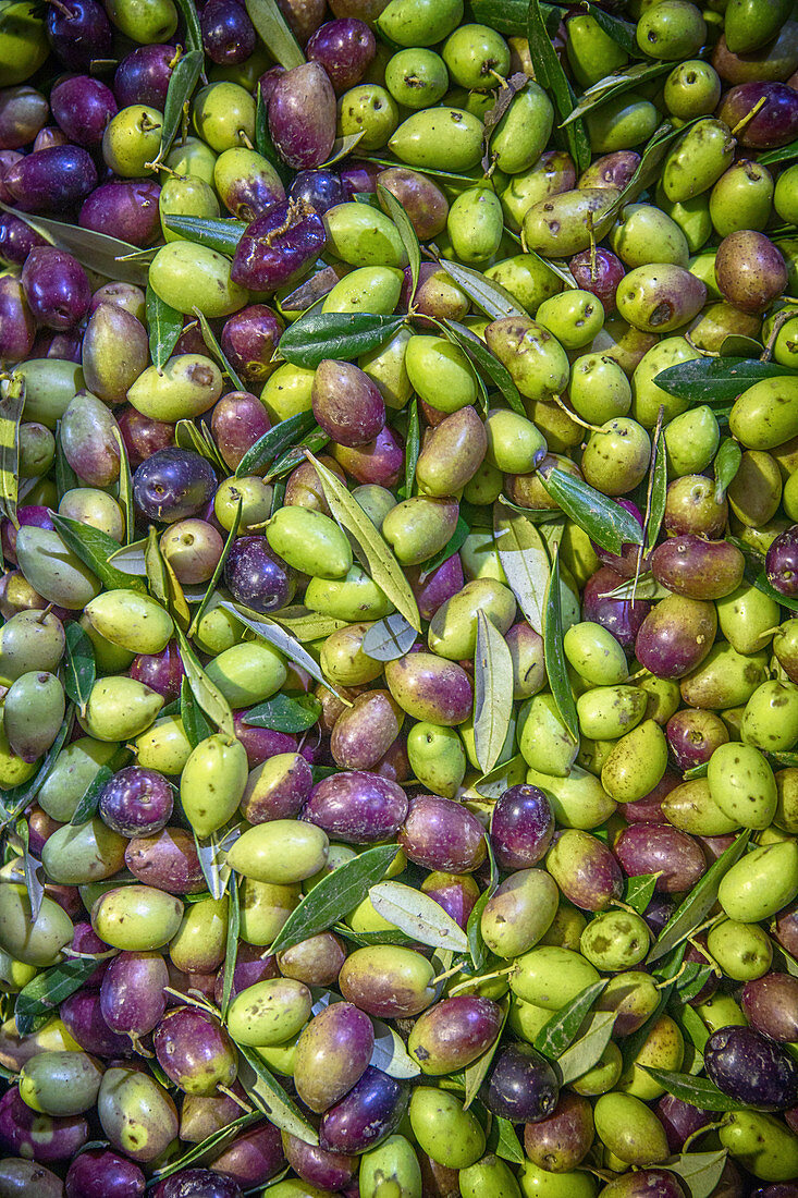 Frisch geerntete Oliven, Priego de Cordoba, Provinz Cordoba, Andalusien, Spanien