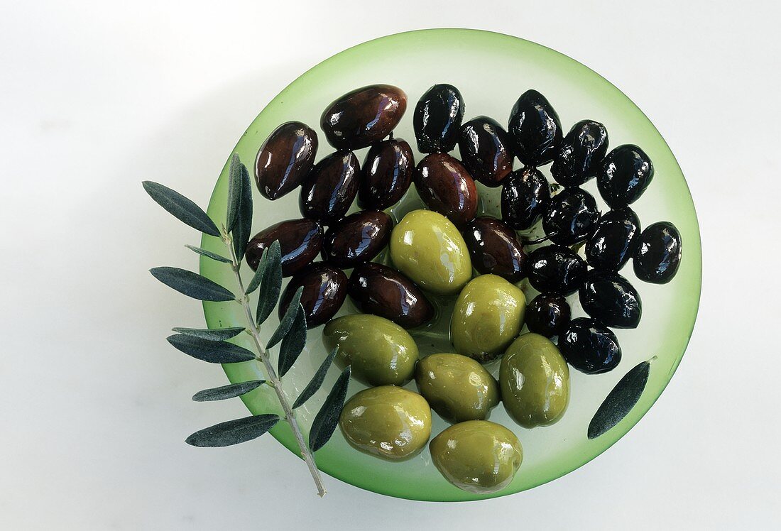Grüne & schwarze Oliven auf Teller, Deko: Olivenbaumzweig