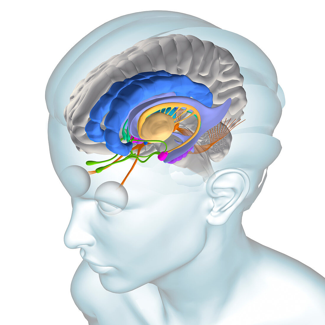 Anatomy Of The Brain