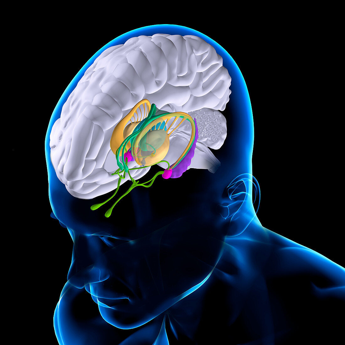 Anatomy Of The Brain