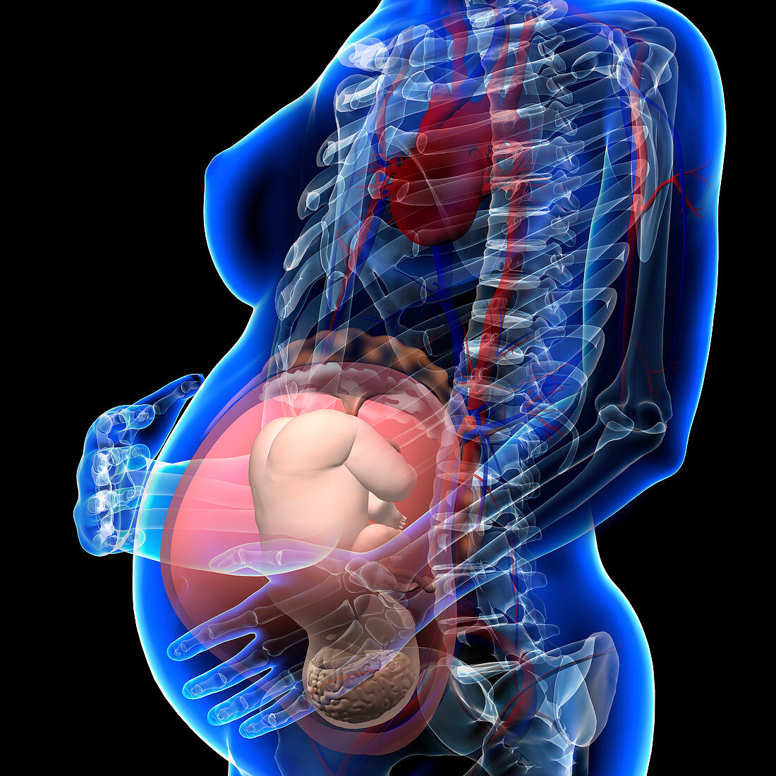 Pregnant woman, illustration