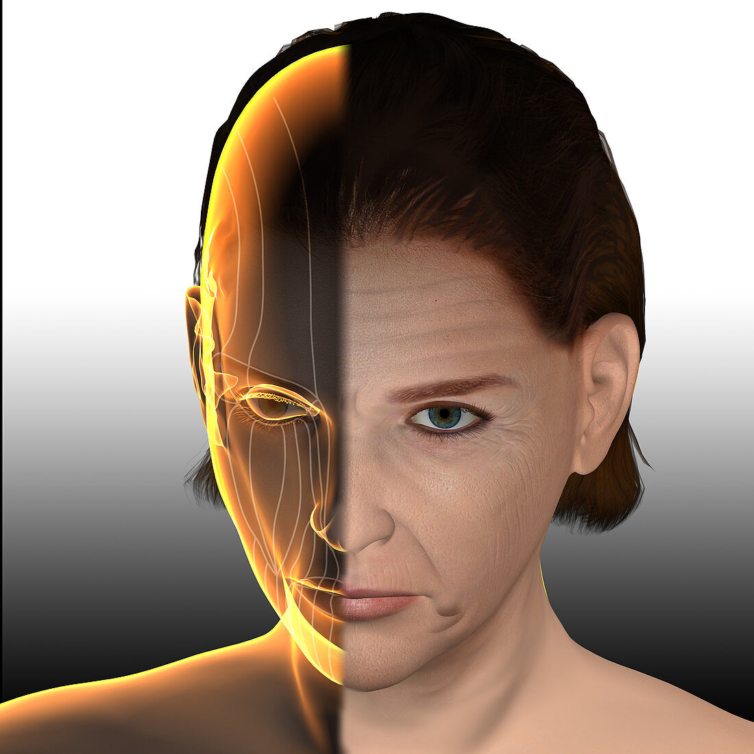 Skin aging, illustration