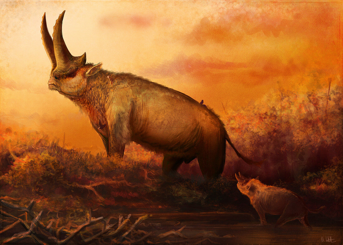 Arsinoitherium prehistoric mammal, illustration