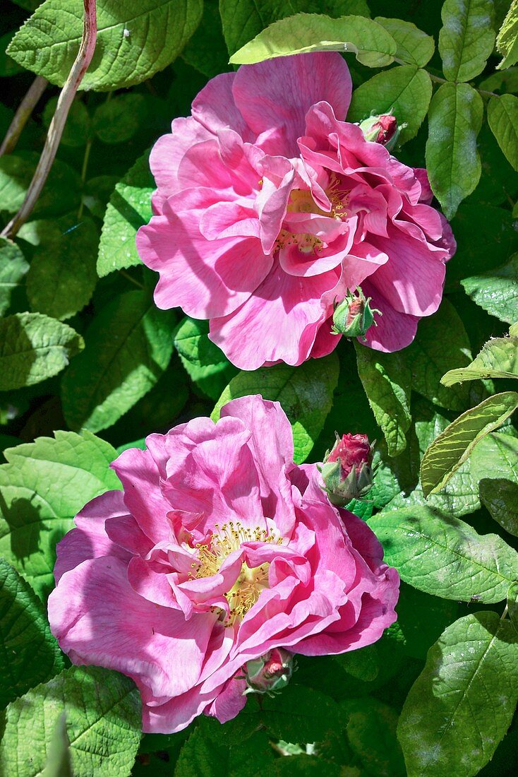 Rose (Rosa rugosa 'Emotion')