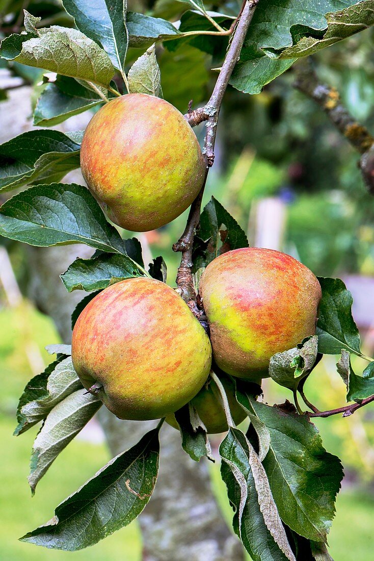 Apple (Malus domestica 'Ribston Pippin') in fruit