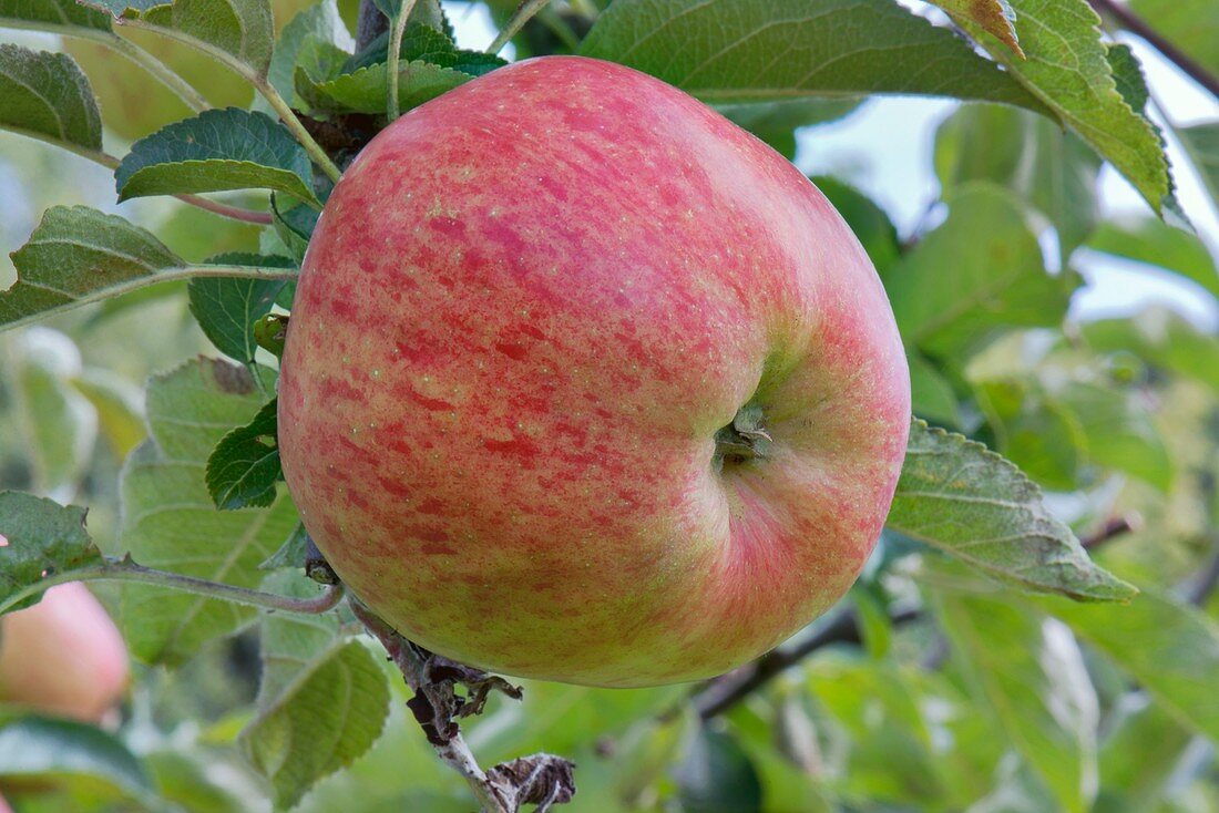 Apple (Malus domestica 'Lancashire Pippin') in fruit