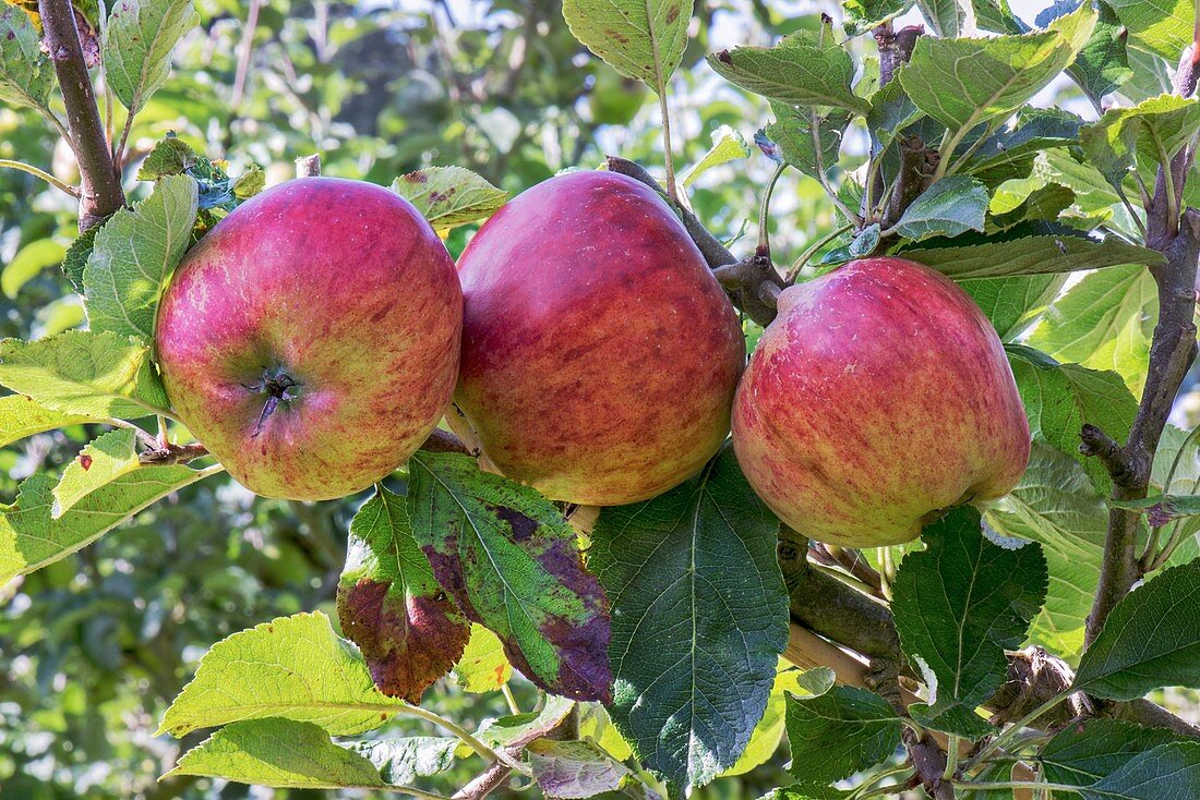 Apple (Malus domestica 'Jupiter') in fruit