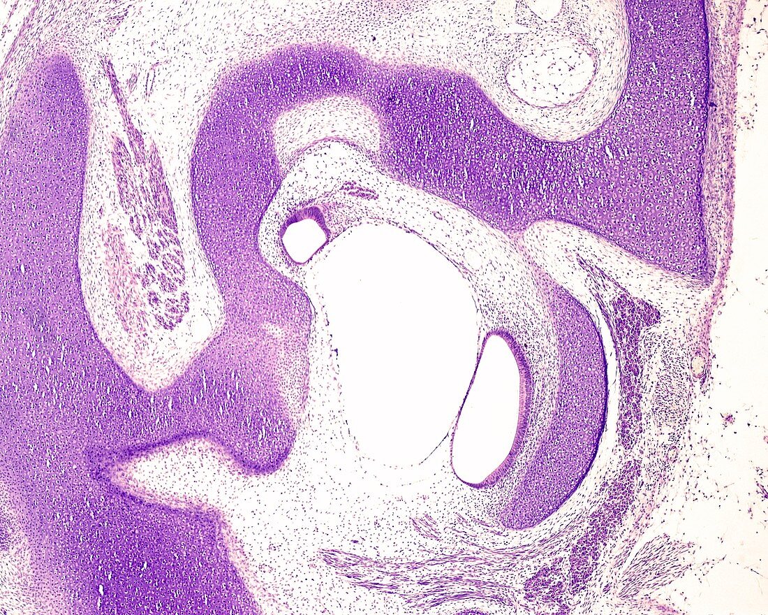 Utricle macula, light micrograph