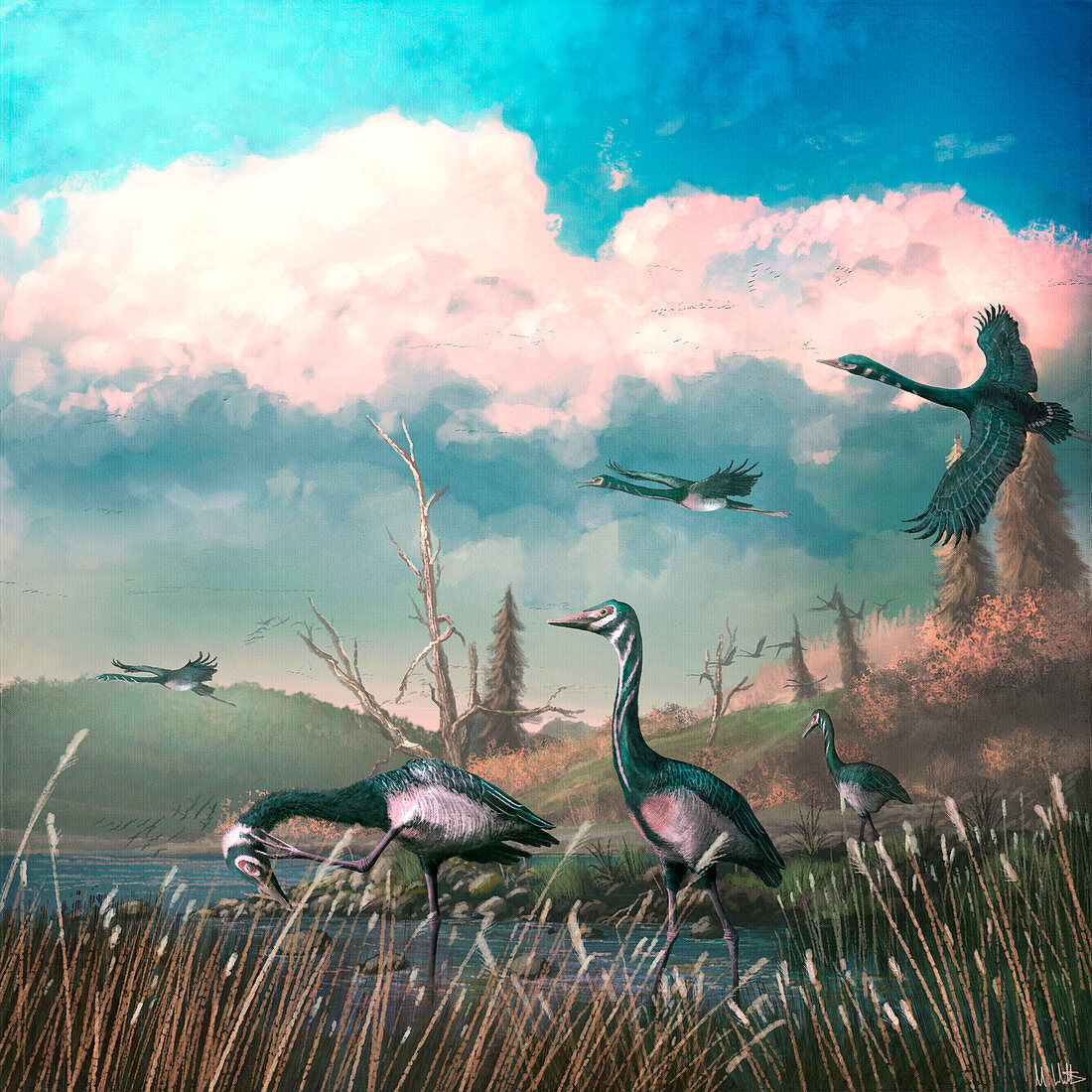 Conflicto prehistoric birds, illustration