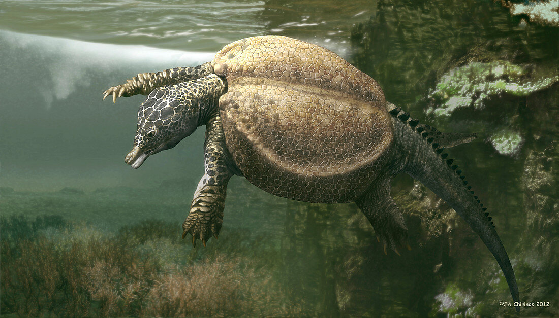 Psephochelys marine reptile, illustration