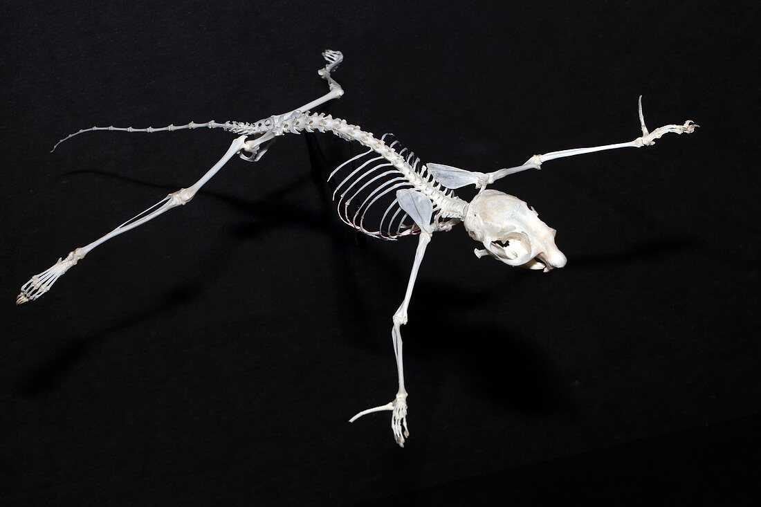 Northern flying squirrel skeleton