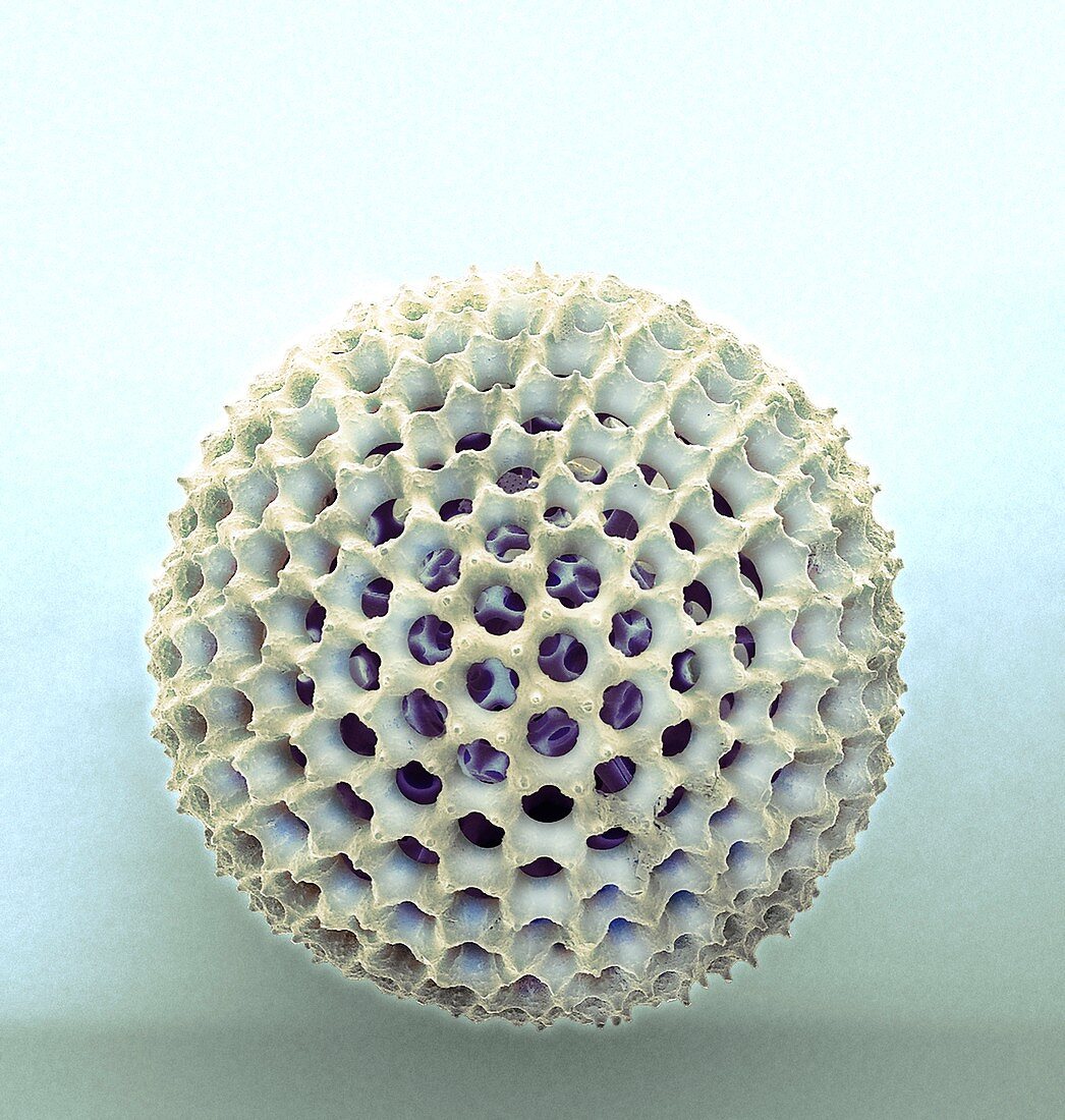 Radiolarian, SEM