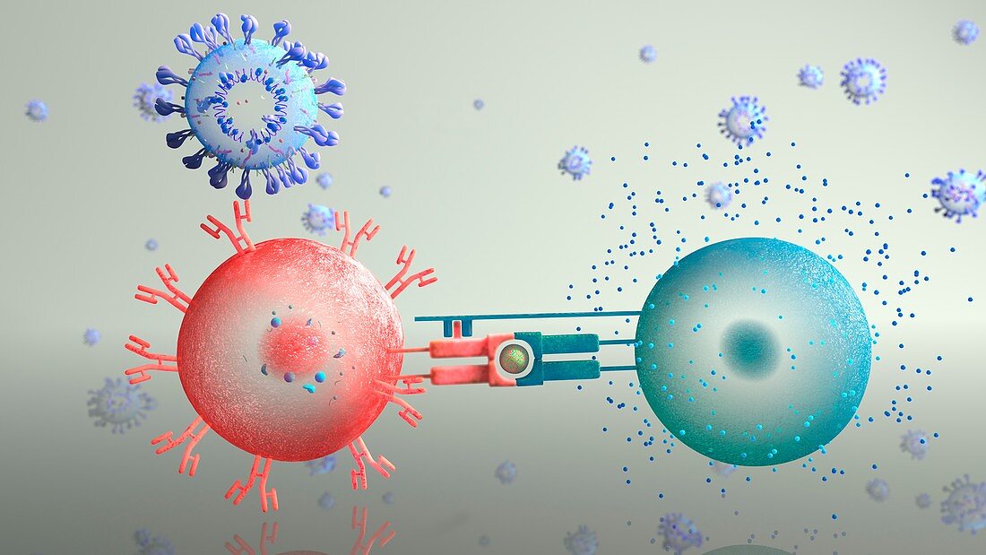 Immune response to covid-19 coronavirus, illustration