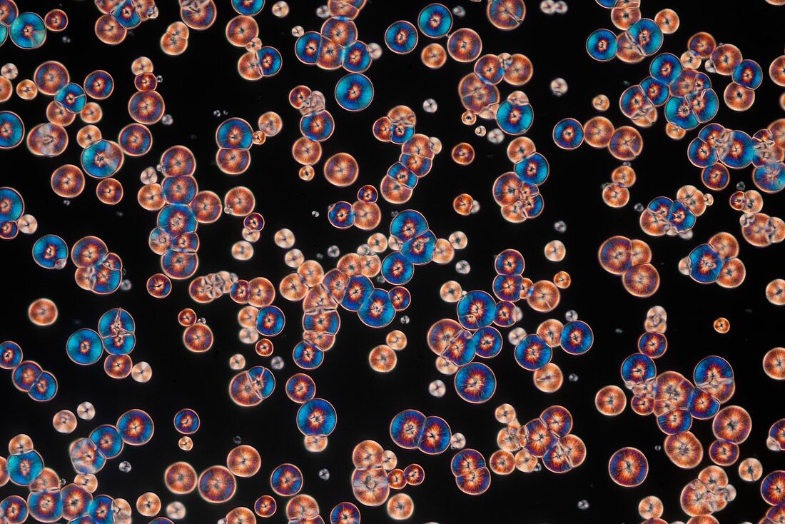 Nicotinamide and niacinamide, light micrograph