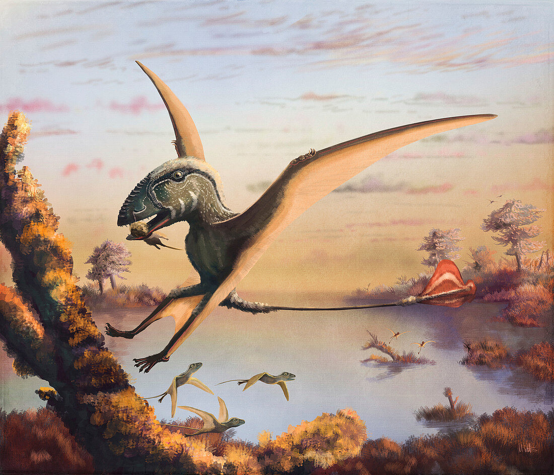 Dimorphodon pterosaur with prey, illustration