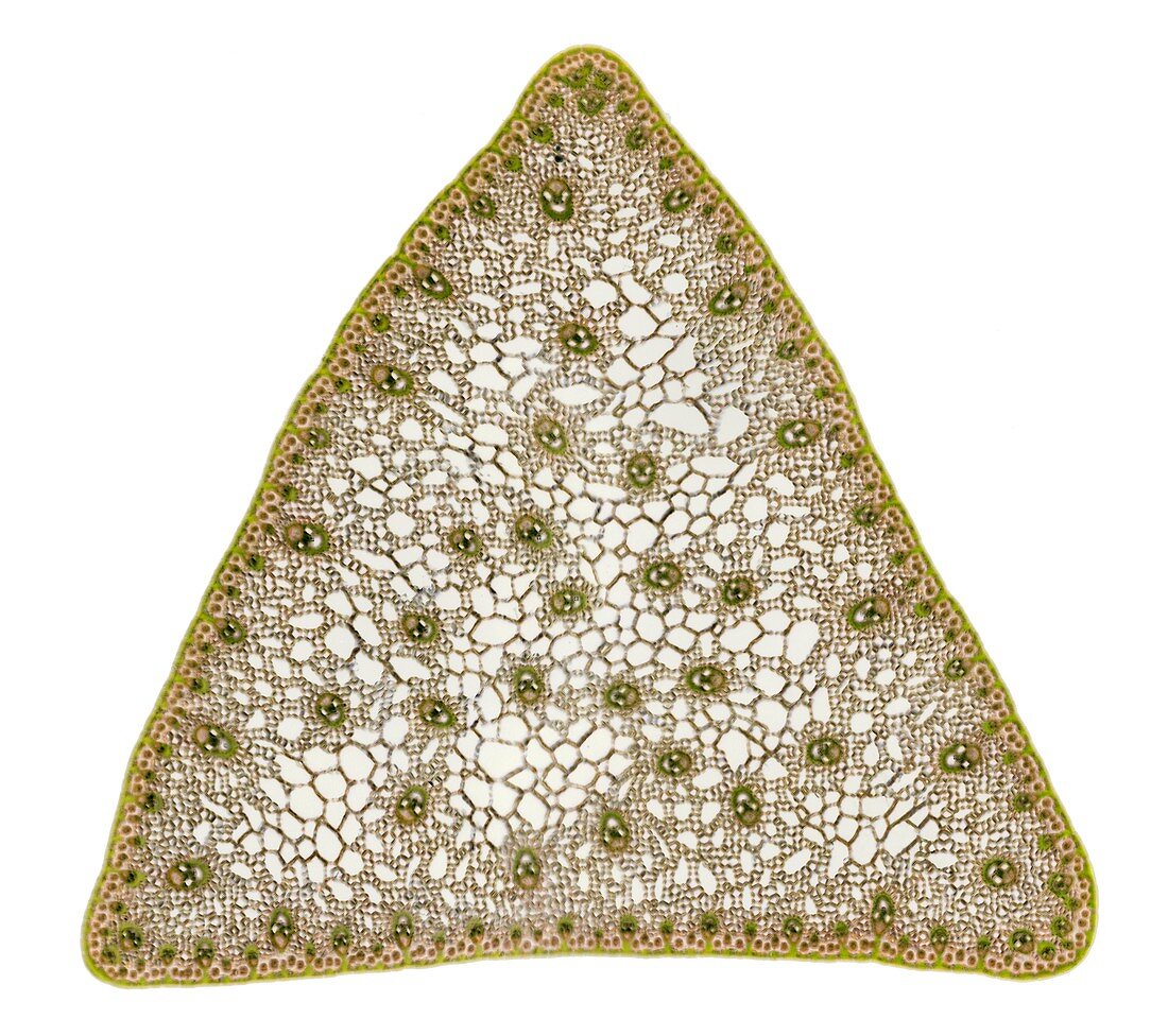 Sedge (Carex sp.) stem, light micrograph