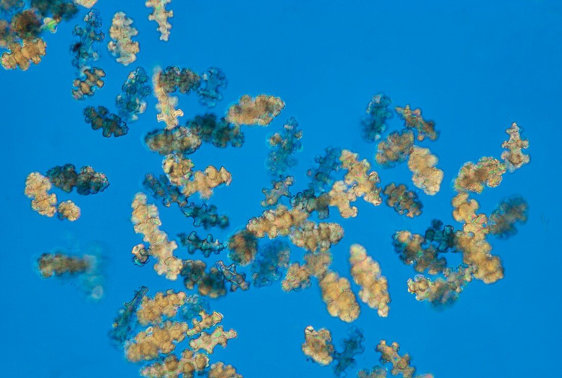 Spicules from sea fan, polarised light micrograph