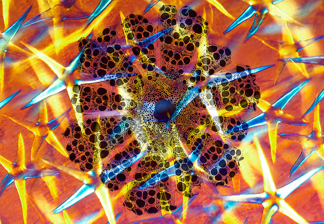 Deutzia leaf and Clematis stem, composite light micrograph