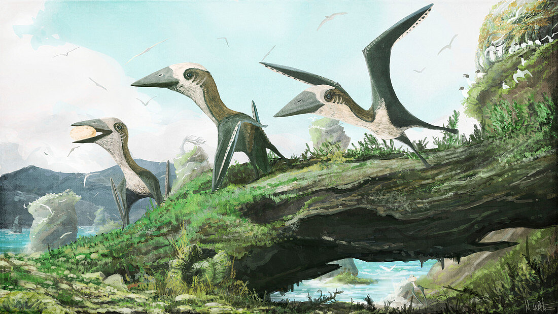 Hornby azhdarchoid pterosaurs, illustration