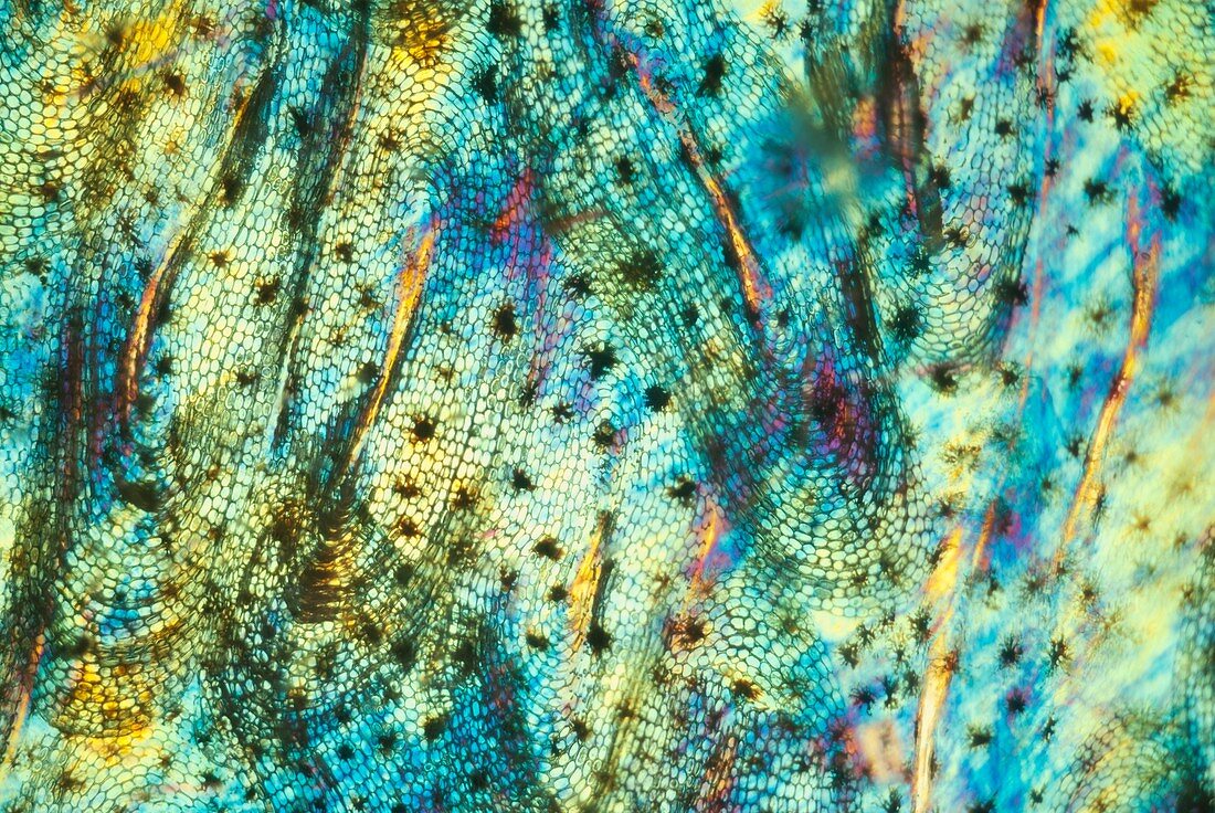 Eel skin, polarised light micrograph