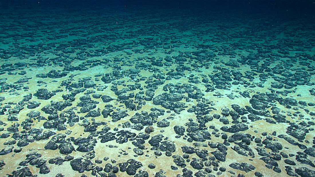 Manganese nodules on the sea floor