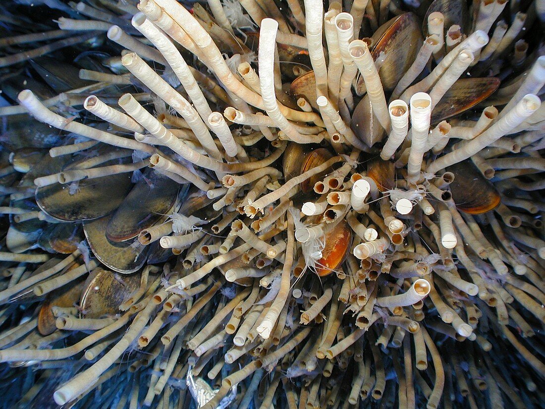 Lamellibrachia tube worms at a deep sea vent