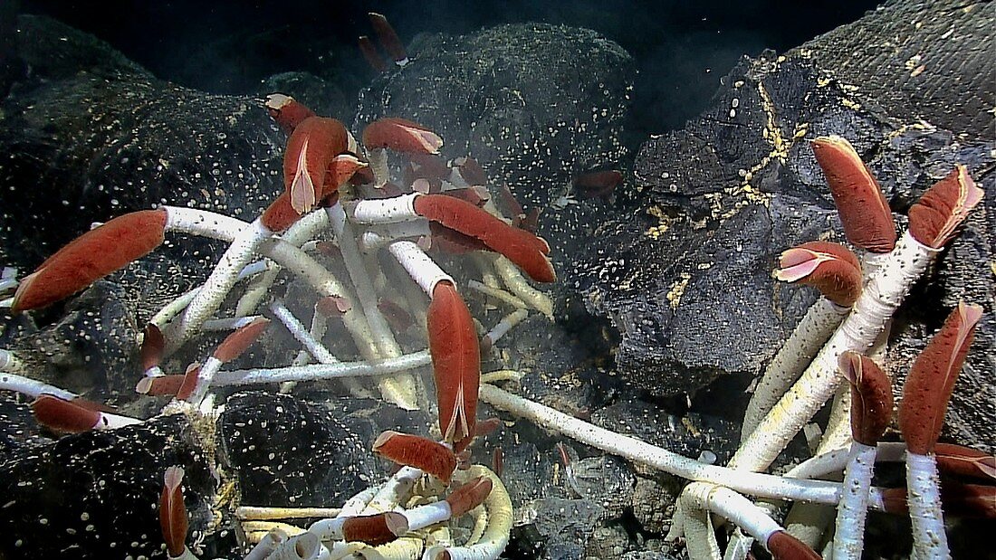 Giant tube worms at a hydrothermal vent