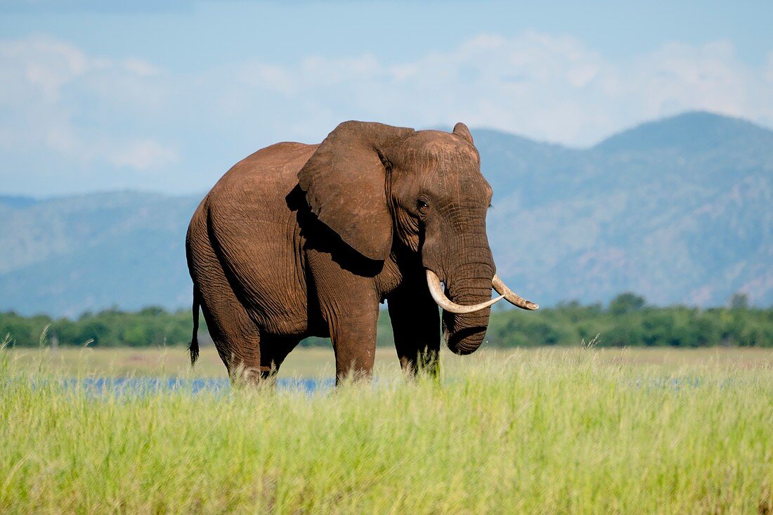 Solitary male African elephant