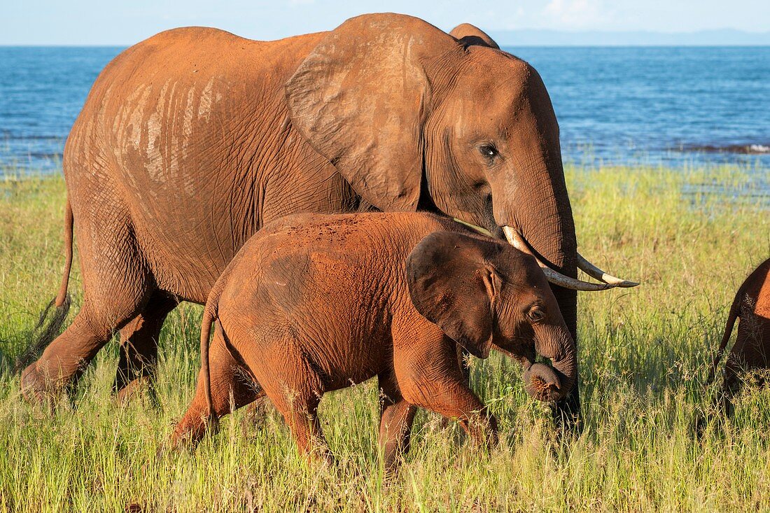 Young African bush elephant