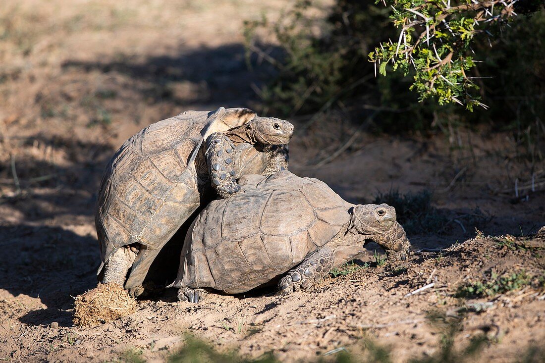 Mating leopard tortoises