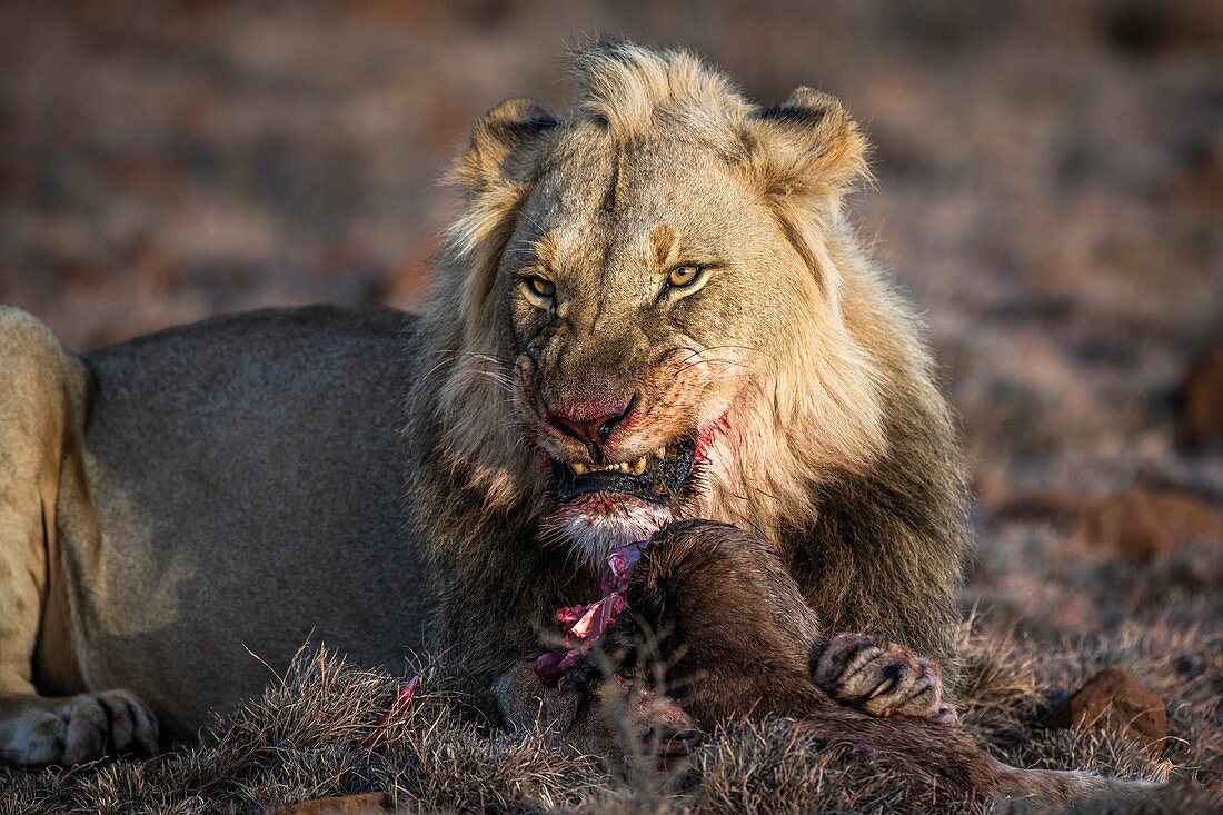 Male lion with black wildebeest calf