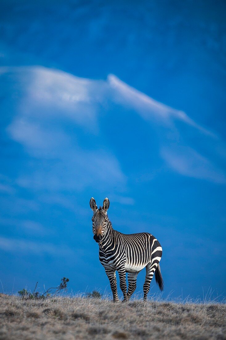 Cape mountain zebra stallion