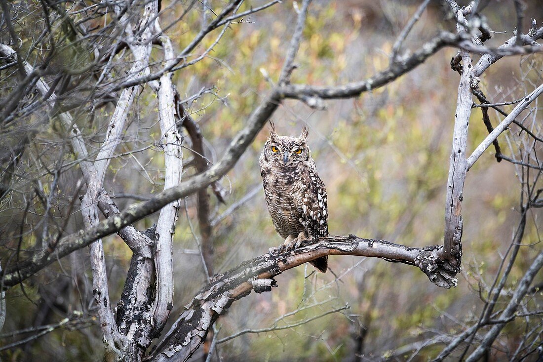 Spotted eagle owl perched in a dead tree