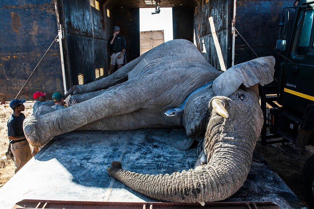 African elephant bull translocation