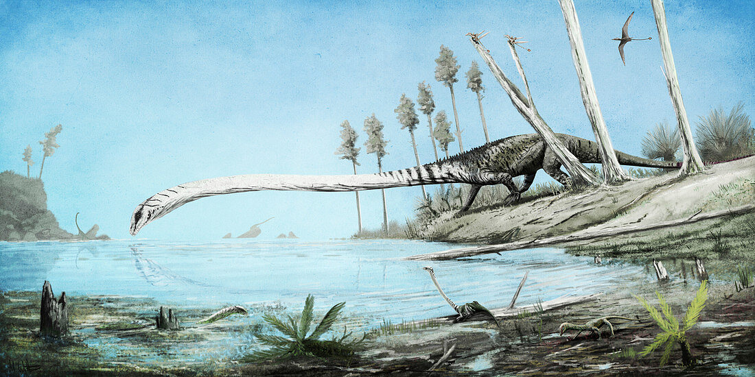 Tanystropheus prehistoric reptile, illustration