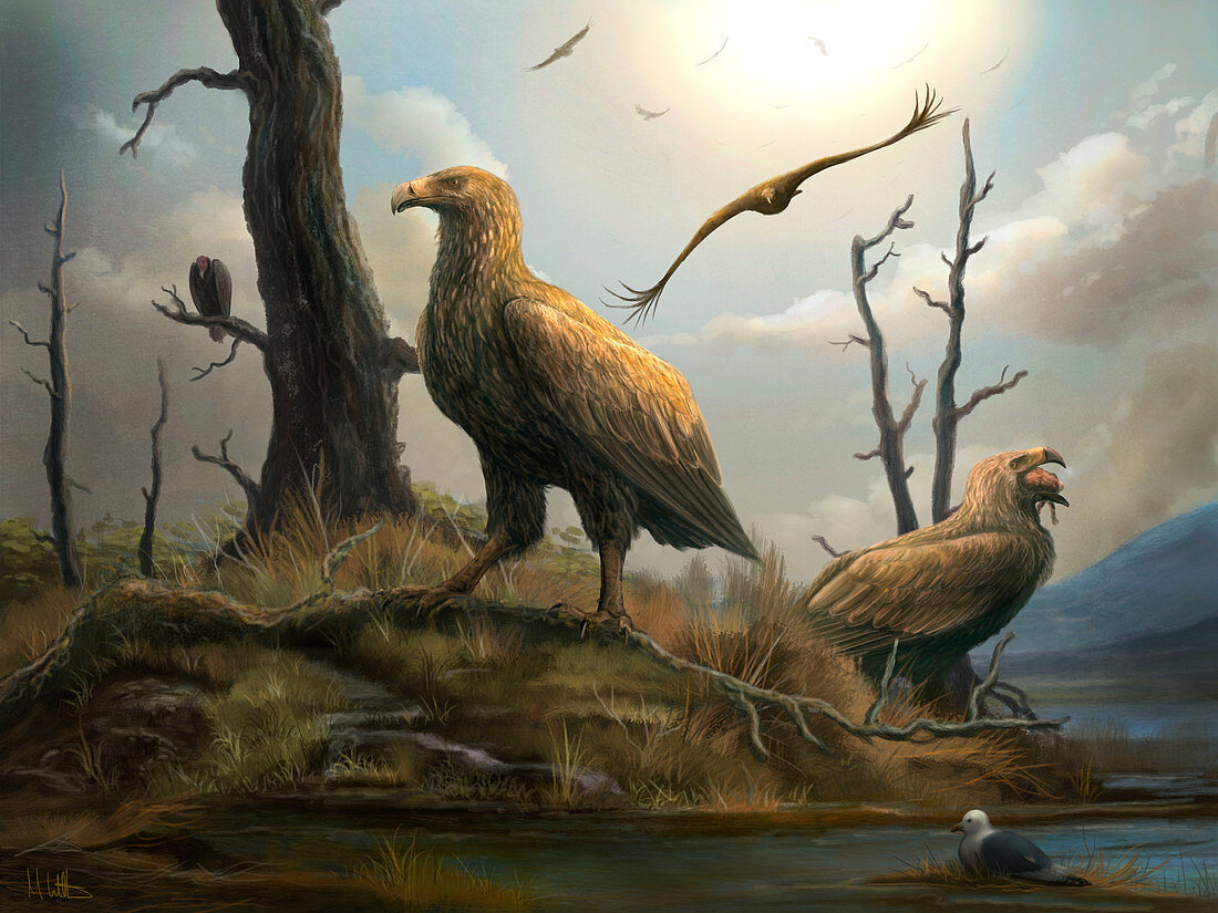 Teratornis prehistoric birds of prey, illustration