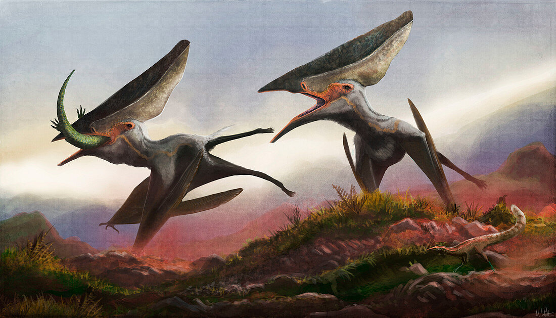 Thalassodromeus pterosaurs hunting, illustration