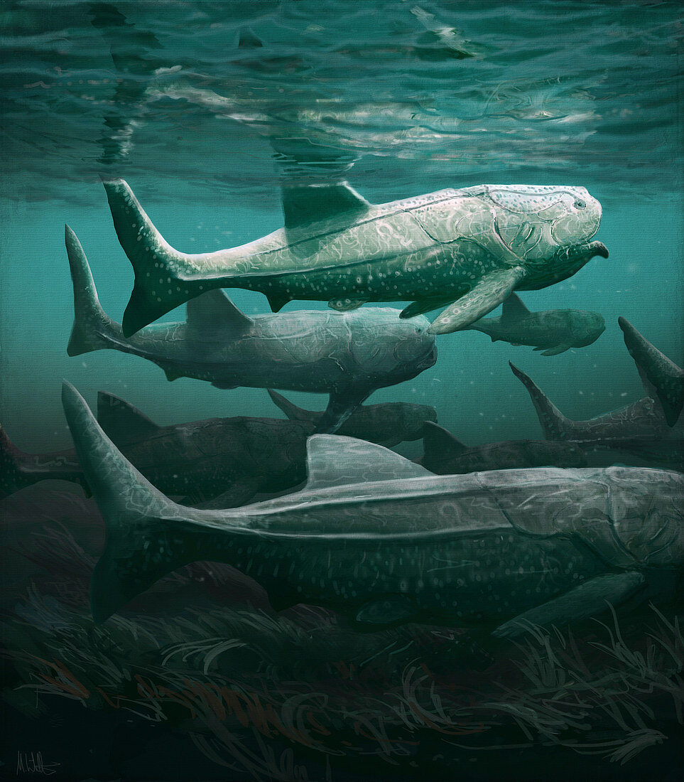 Titanichthys prehistoric fish, illustration