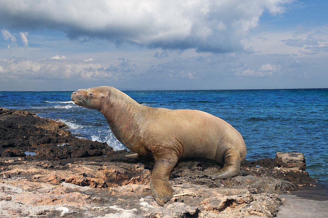 Allodesmus extinct seal, illustration