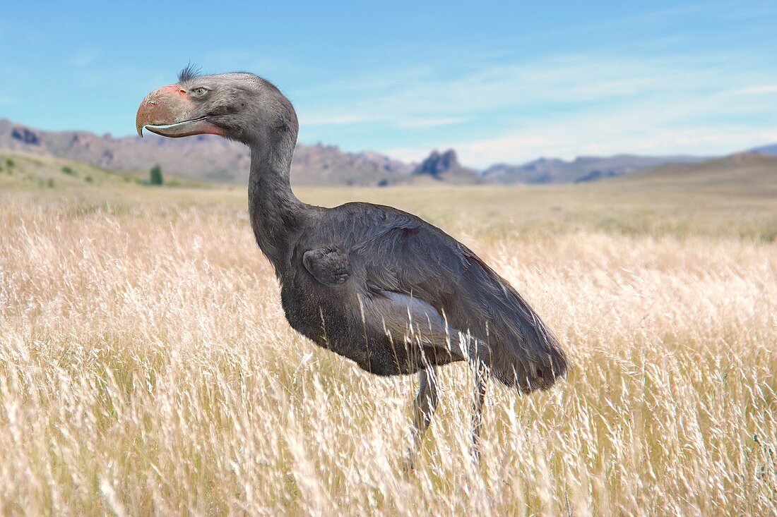 Devincenzia extinct flightless bird, illustration